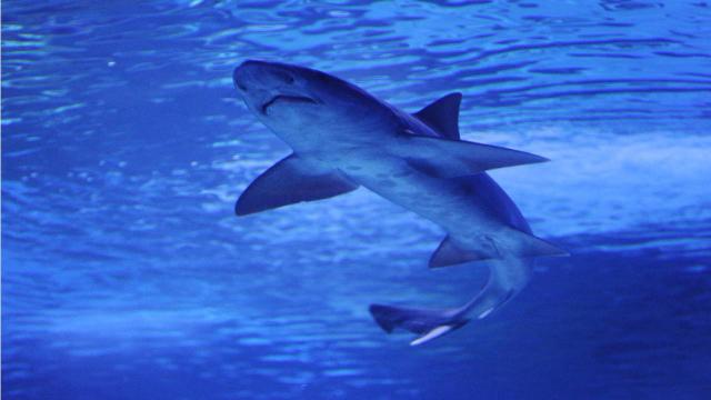 Bahamalar’da köpek balığı saldırısına uğrayan turist öldü