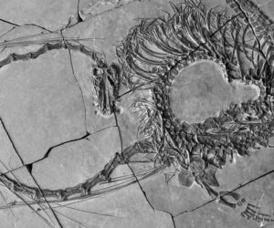 Bilim insanları, 240 milyon yıllık “ejderhanın” bütün haldeki fosilini buldu – BRTK