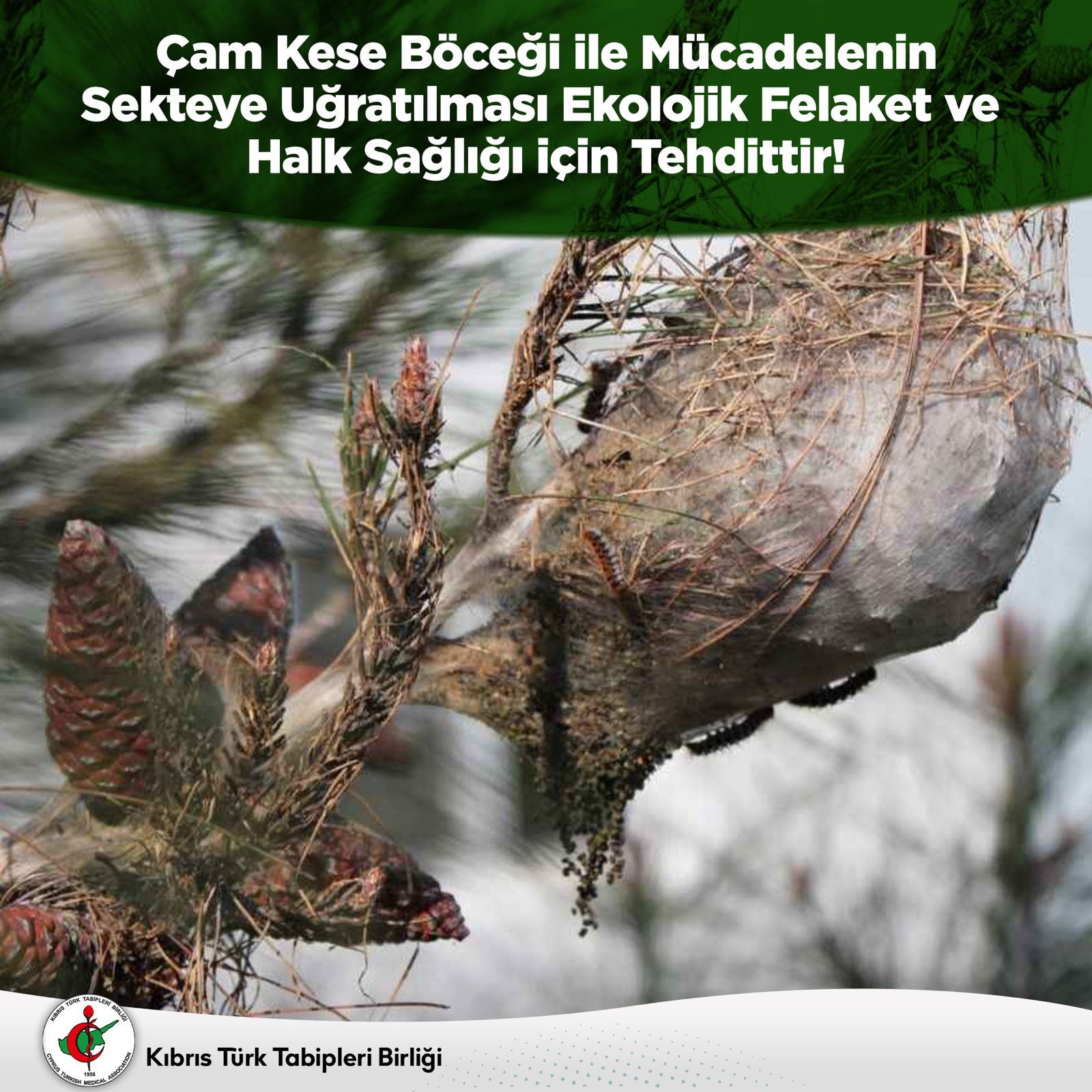 KTTB çam kese böceği konusunda uyardı:Biyolojik ilaçlama yapılmaması ciddi ve geri dönülmez zararlar vermeye başladı – BRTK