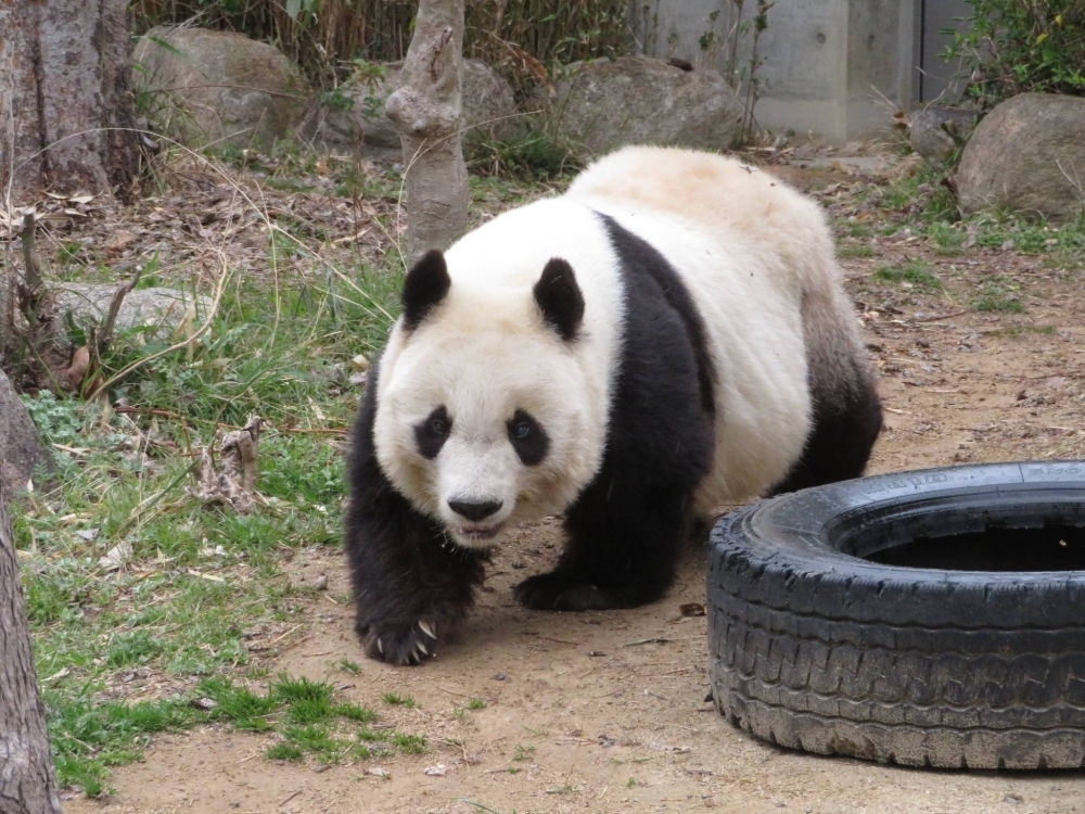 Japonya’nın en yaşlı pandası “Tan Tan” öldü – BRTK